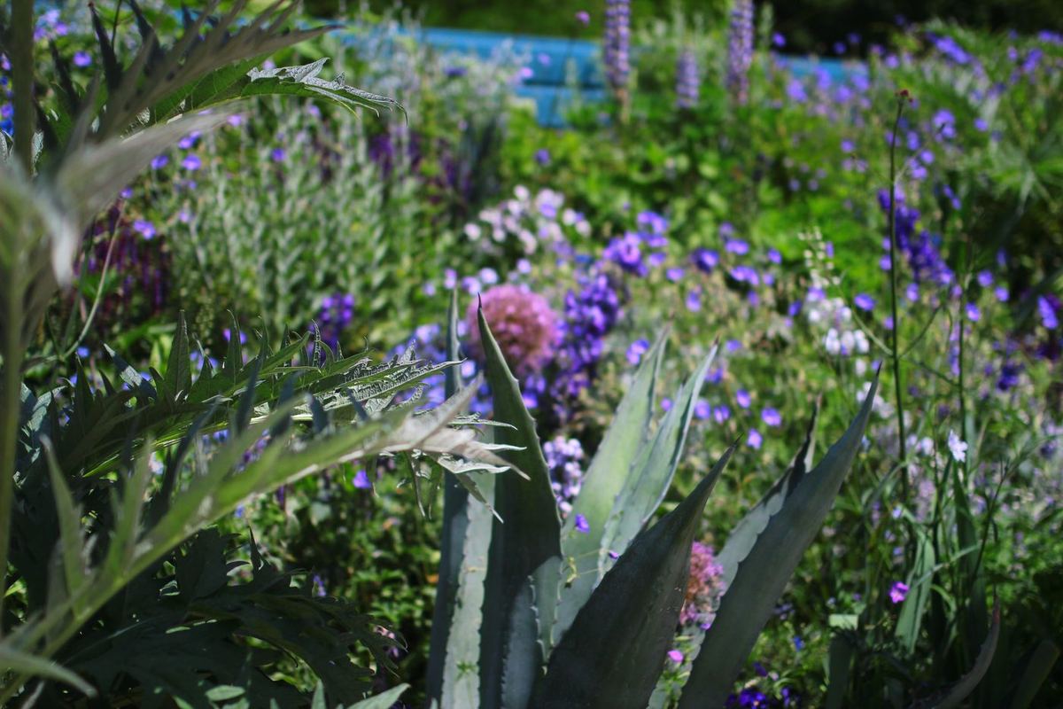 Chaumont-sur-Loire, Le Jardin « Nuances » : vue 1