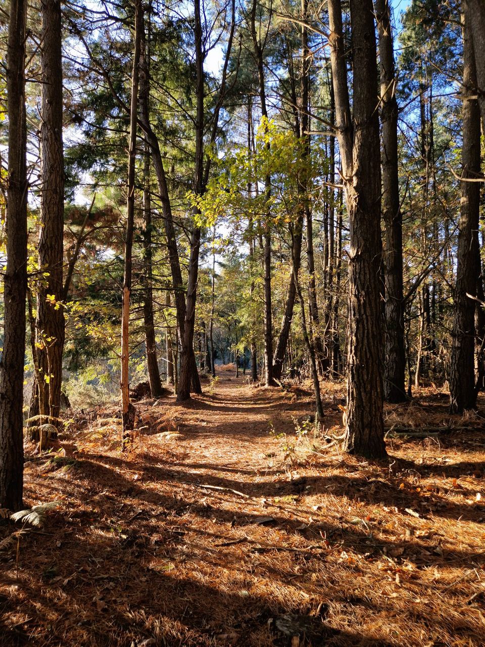 Muzillac, Itinéraire de randonnée nature — Rive Est : vue 3