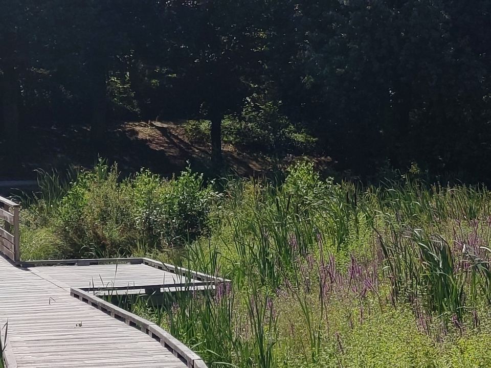 Questembert, Réalisation de passerelles : vue 6